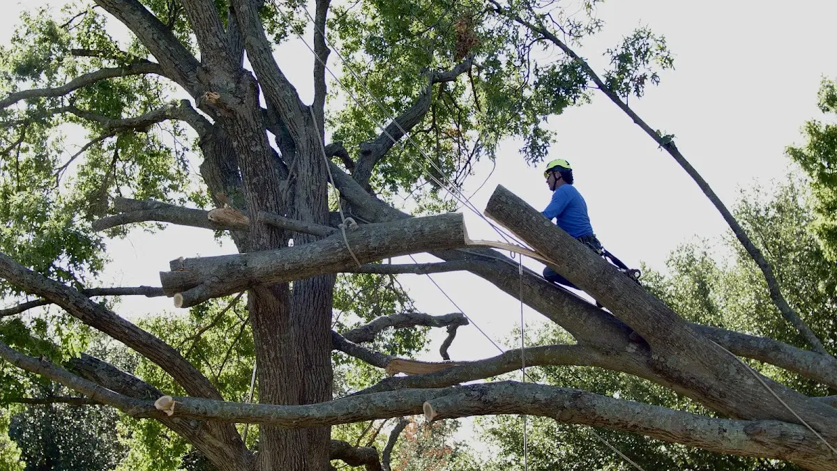 Professional Crown Thinning performed by certified arborists in Englishtown