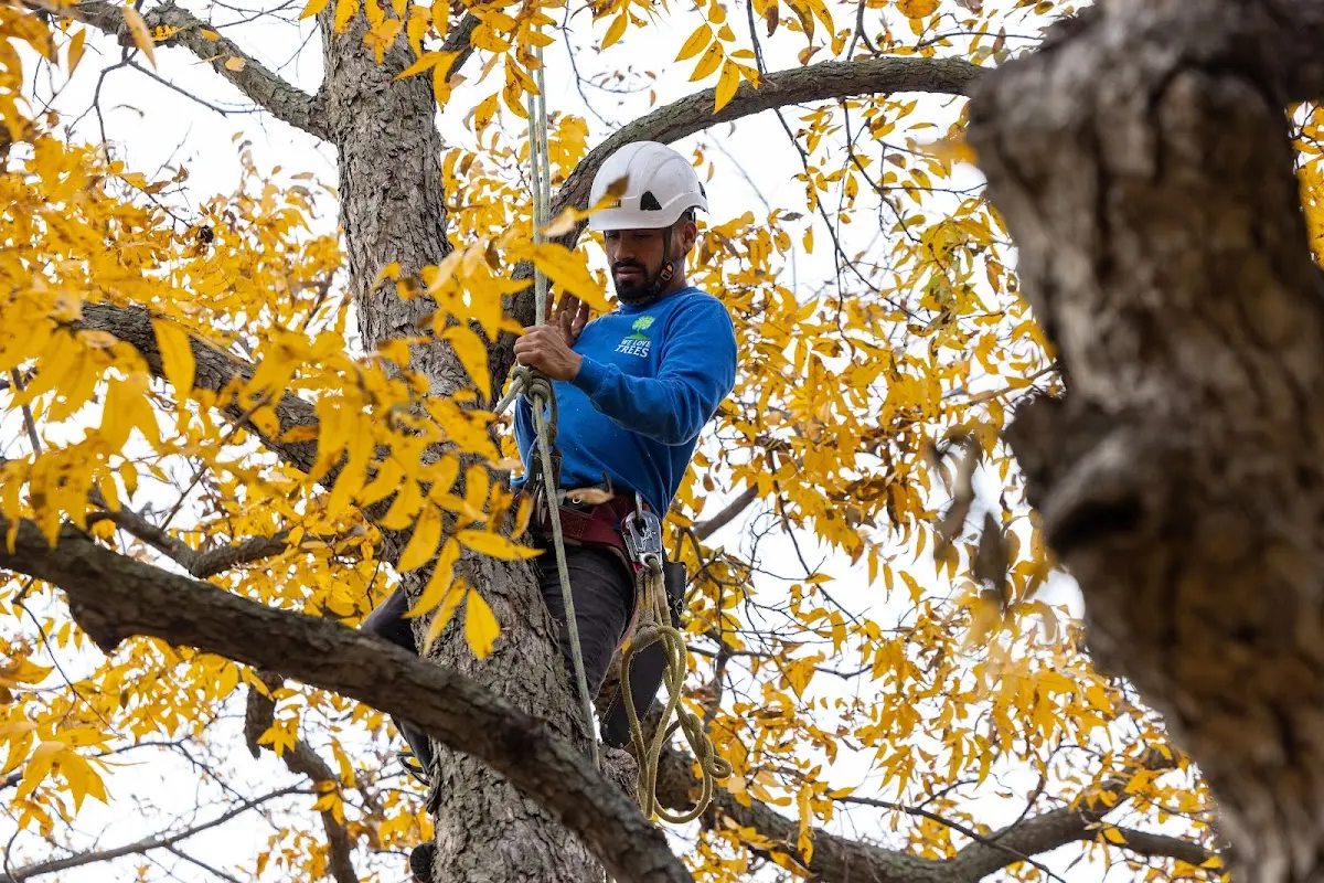 Skilled Storm Damage Cleanup crew working in Englishtown